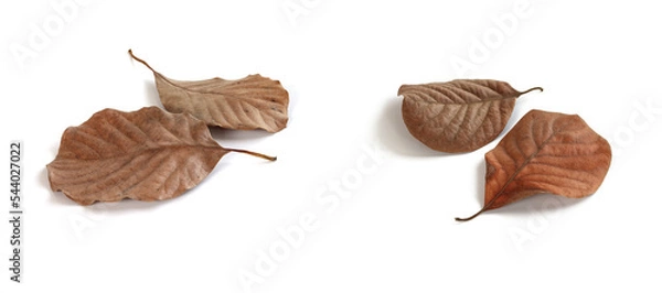 Obraz Dry brown leaves.