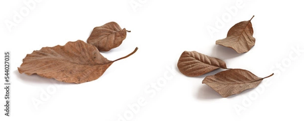 Obraz Dry brown leaves.
