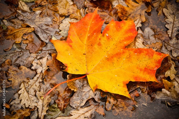 Obraz Кленовый лист