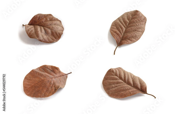 Obraz Dry brown leaves.