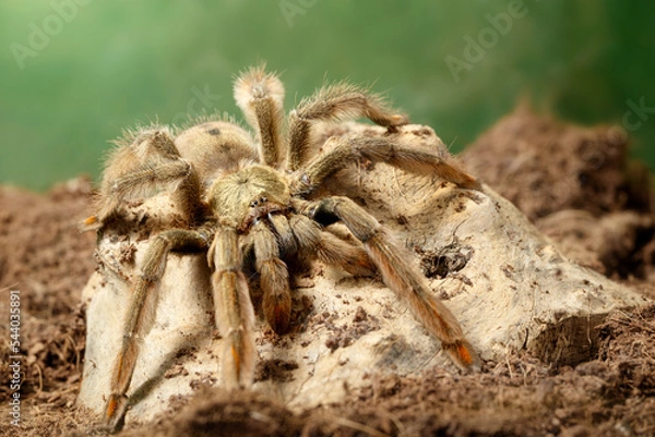 Obraz Closeup of the male of Spider Tarantula  Psalmopoeus cambridgei, also known as trinidad chevron, is siting on snag. small DoF focus put only to head