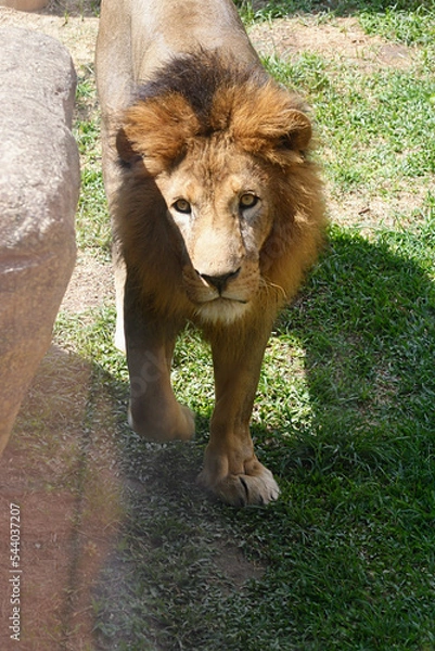 Fototapeta lion in zoo