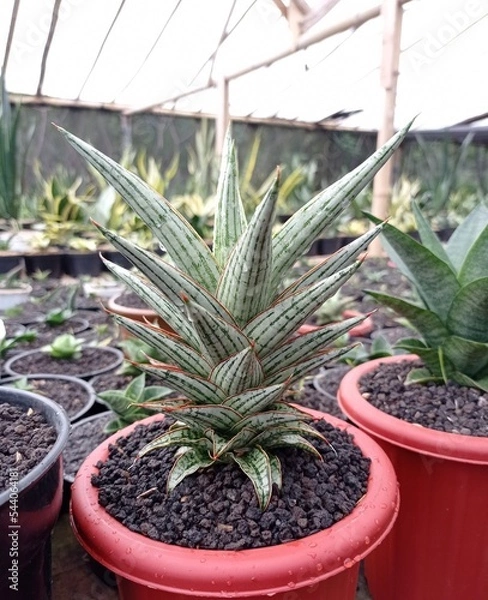 Obraz sanse vera plant