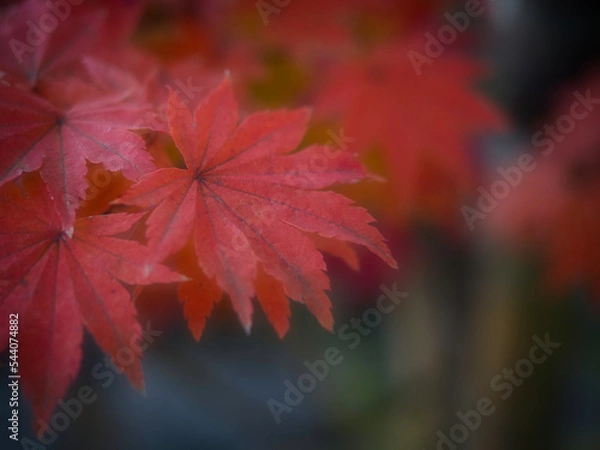 Fototapeta もみじの葉