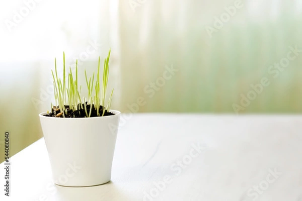Fototapeta Decorative green grass in flower pot at home desk