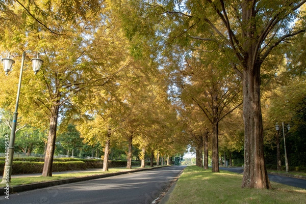 Fototapeta メタセコイア並木