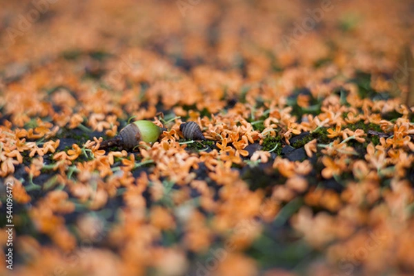 Obraz 金木犀とどんぐり