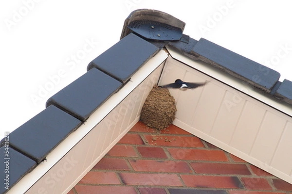 Fototapeta Schwalbennest