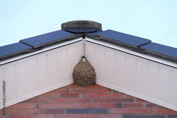 Fototapeta Schwalbennest