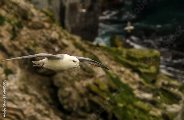 Obraz Fulmar