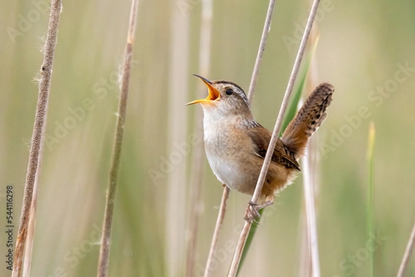 Obraz Marsh Wren singing taken in central MN