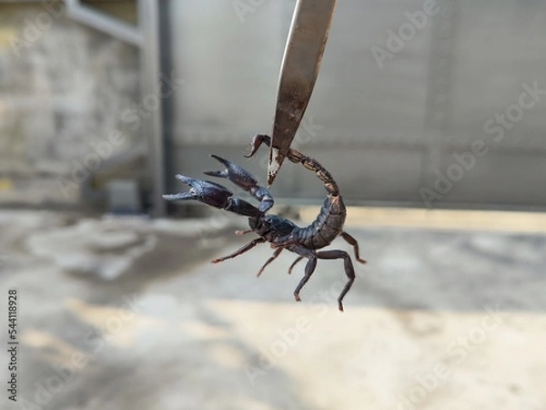 Obraz Scorpion,Heterometrus laoticus found at Thailand