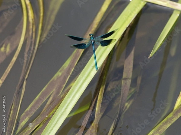 Obraz blaue Libelle im Flug