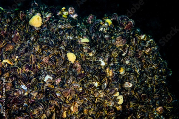 Fototapeta Zebra mussels are an invasive species that has been accidentally introduced to numerous areas including the St. Lawrence River.