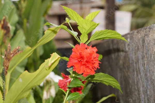 Obraz Hibiscus flower on the plant
