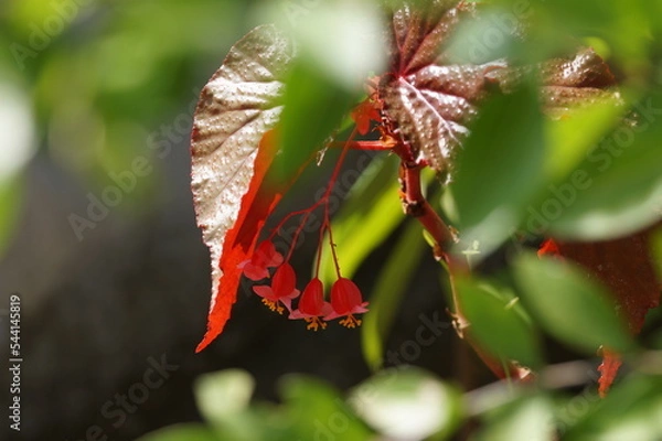 Obraz Croton flower