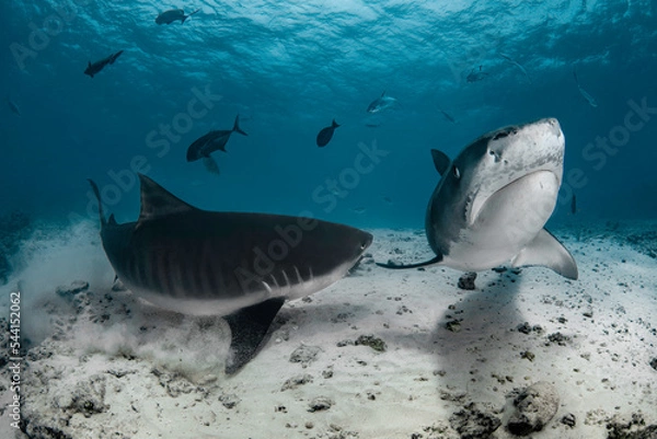 Fototapeta Dangerous tiger sharks with divers in the deep blue of Indian Ocean near Maldives island