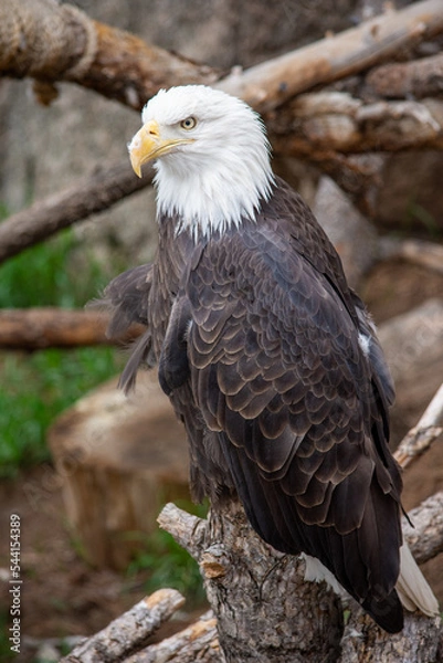 Obraz American Bald Eagle