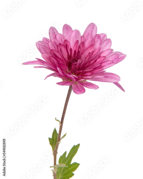 Fototapeta Beautiful pretty pink natural chrysanthemum flower daisy isolated on the white background