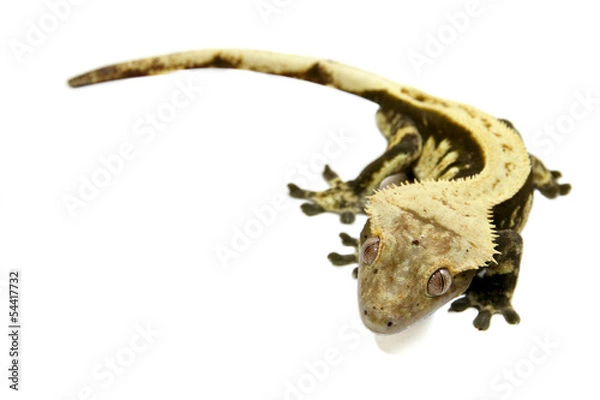 Fototapeta Crested Gecko