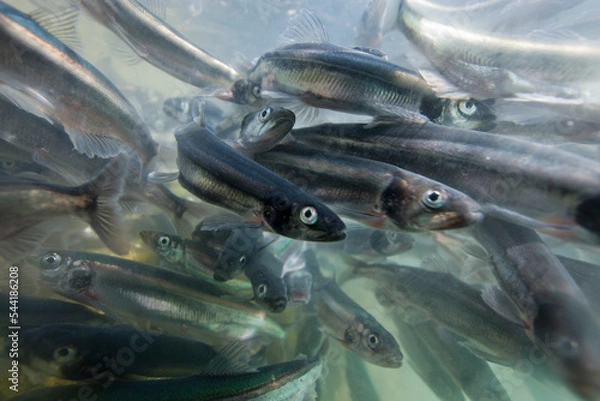 Obraz Spawning Capelin, Greenland