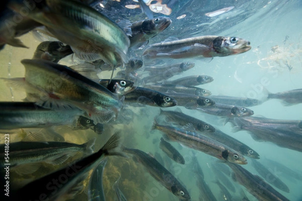 Fototapeta Spawning Capelin, Greenland
