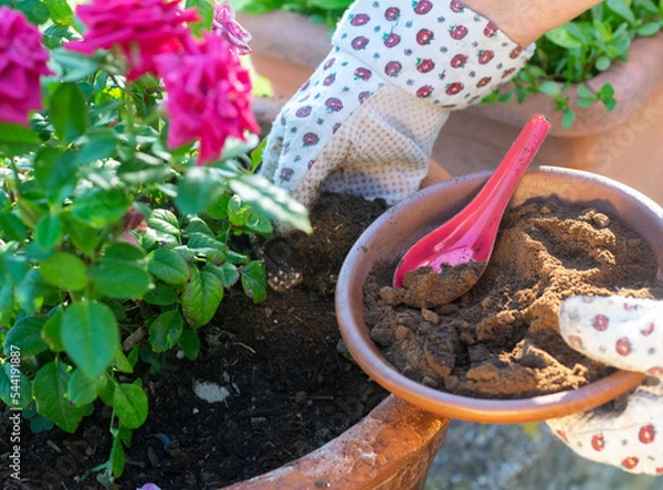 Obraz Used coffee grounds as a compost. Great fertilizer for plants and vegetables. Close up..