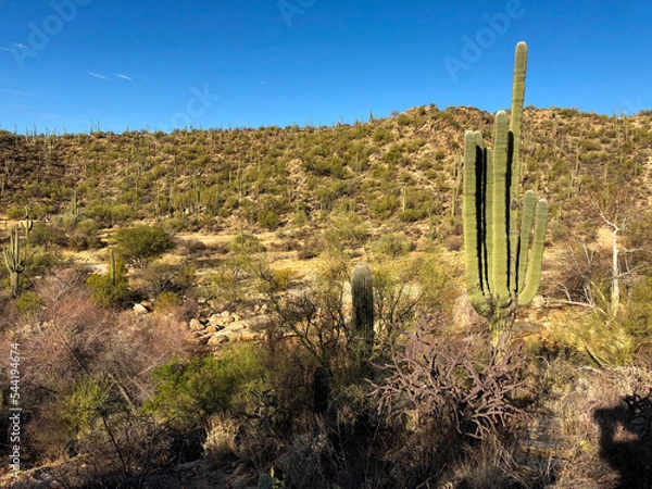 Obraz cactus in the desert