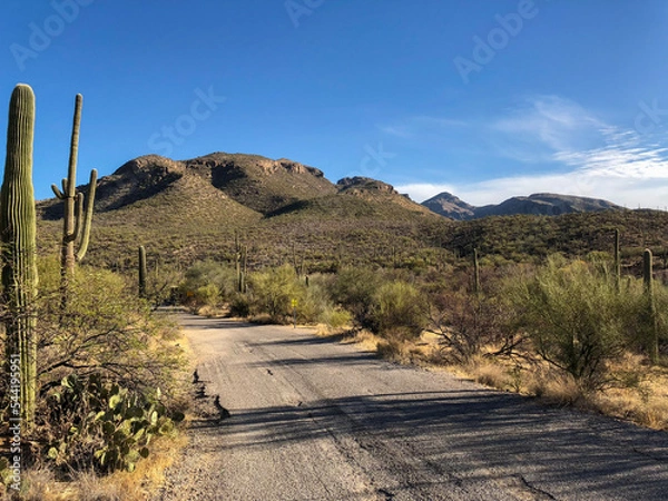 Obraz trail in the desert