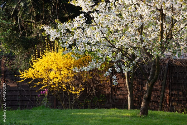 Fototapeta spring in the park