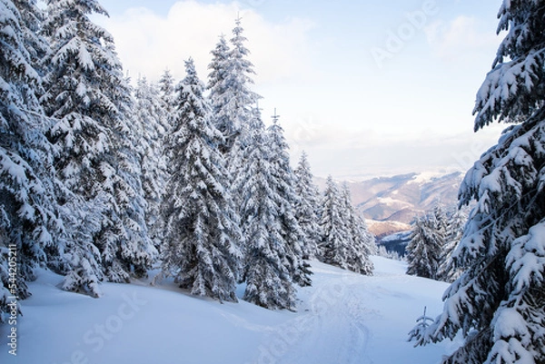 Fototapeta amazing winter landscape with snowy fir trees in the mountains