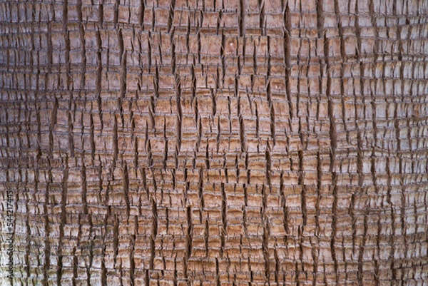 Obraz Background palm tree bark texture.