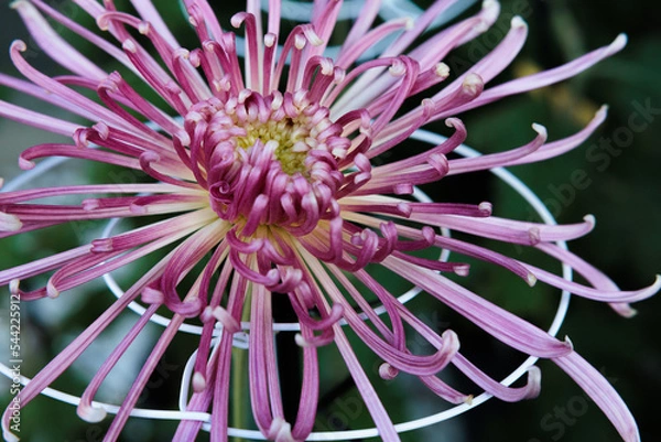 Fototapeta 菊まつり