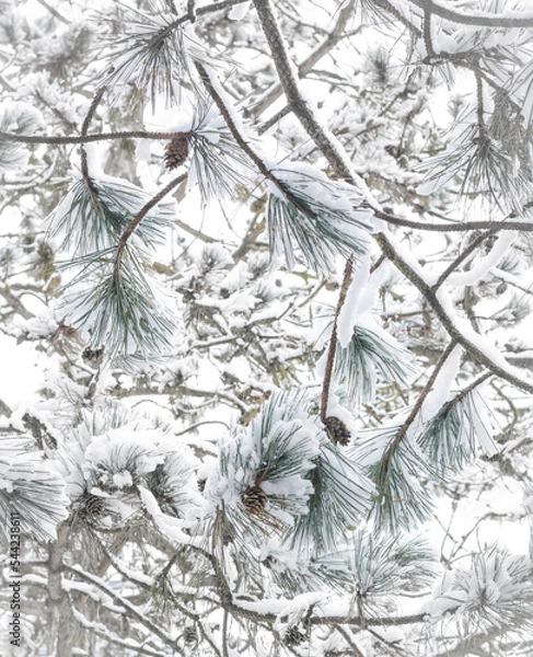 Obraz Snow-covered cedar branches with cones