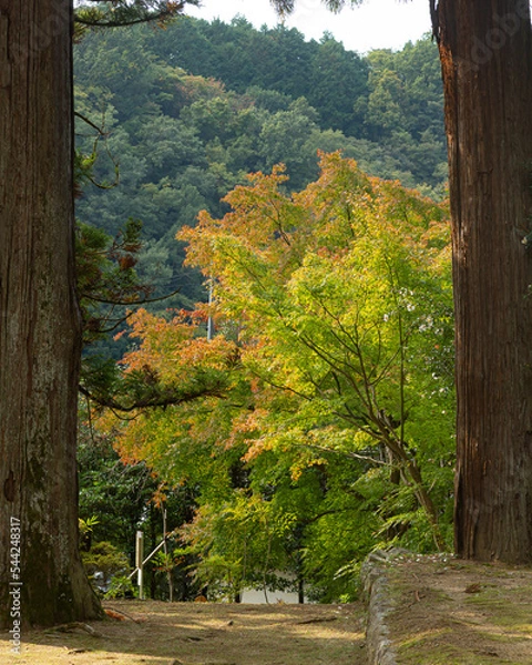 Fototapeta 弘川寺の紅葉したもみじ
