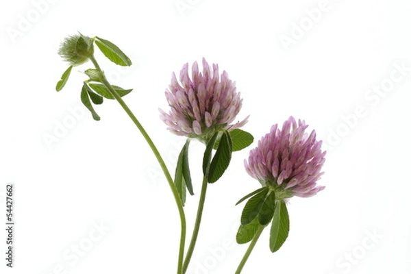 Fototapeta 赤詰草の花と蕾