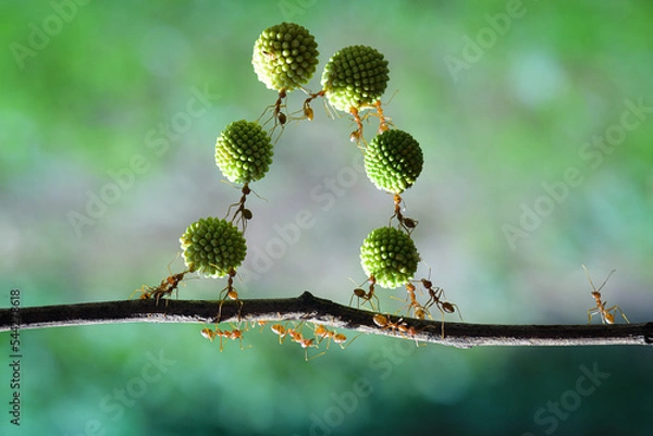 Fototapeta Several weaver ants together arrange the Leucaena glauca fruit into chains to be carried to their nest
