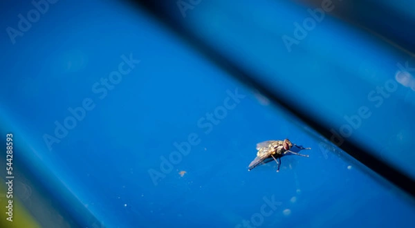 Obraz spider on a leaf