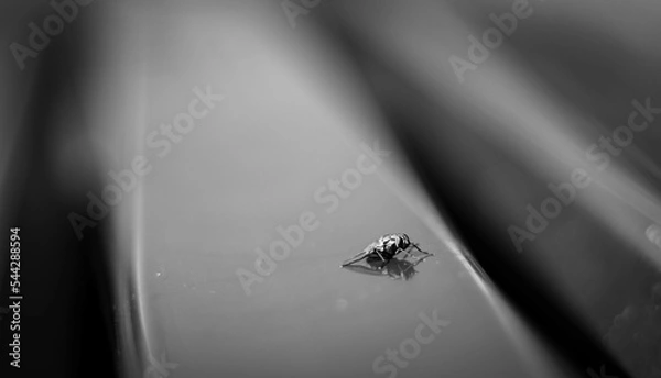 Obraz water drops on a leaf