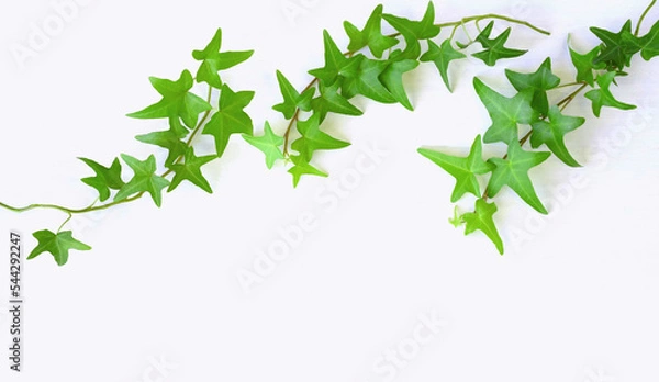 Obraz 白バックにアイビーの葉の背景素材、緑の蔦の背景