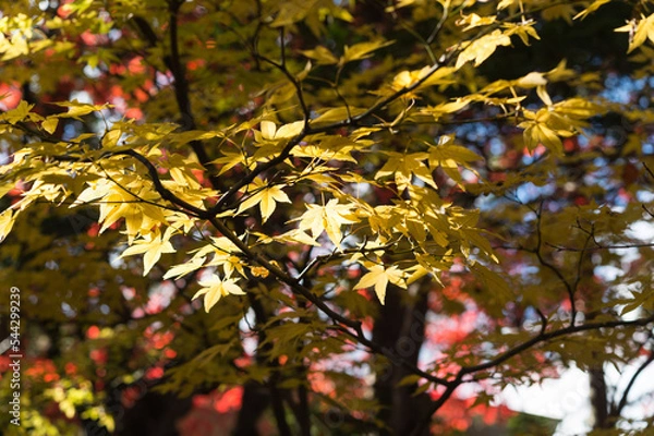 Obraz 庭園の紅葉