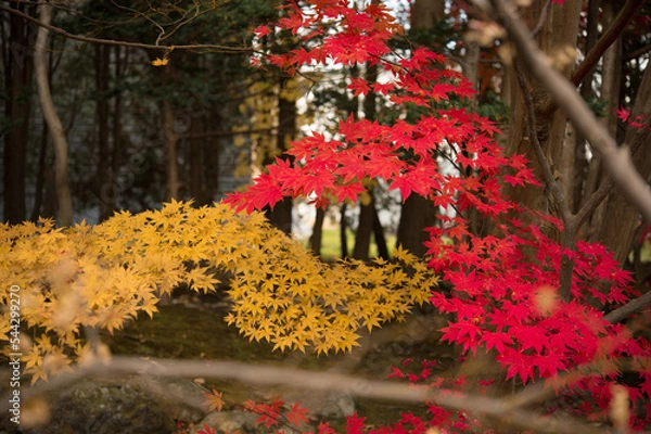 Obraz 庭園の紅葉