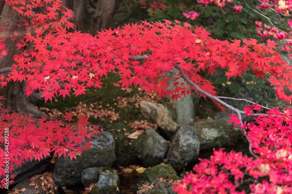Obraz 庭園の紅葉