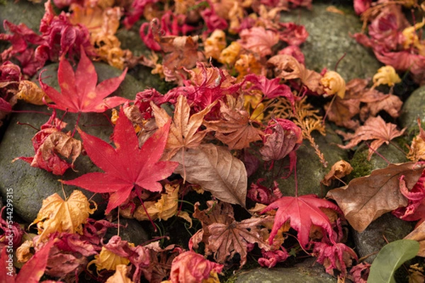 Obraz 庭園の紅葉