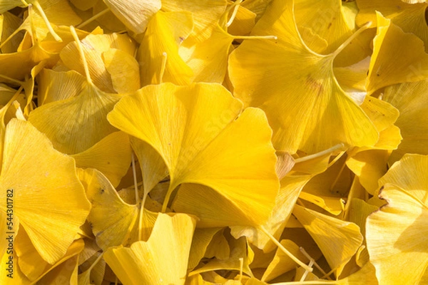 Obraz 銀杏の落ち葉