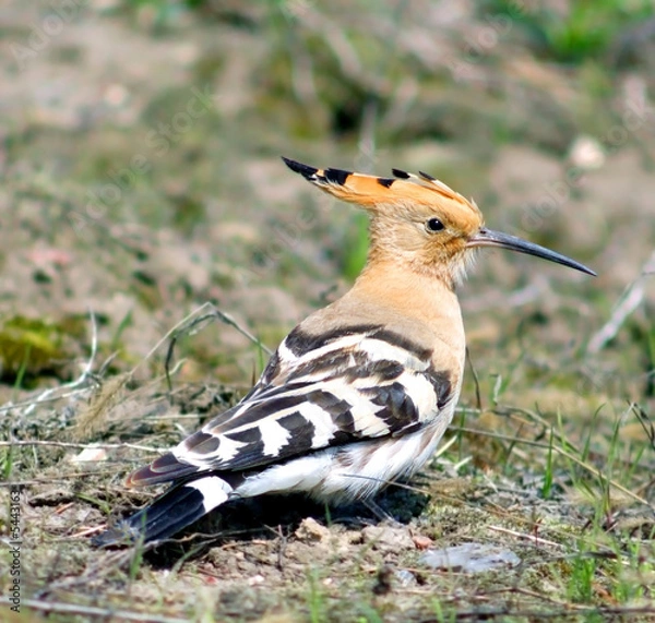Obraz Hoopoe ( Upupa epops )