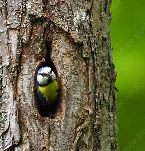 Obraz Blue Tit ( Cyanistes caeruleus )