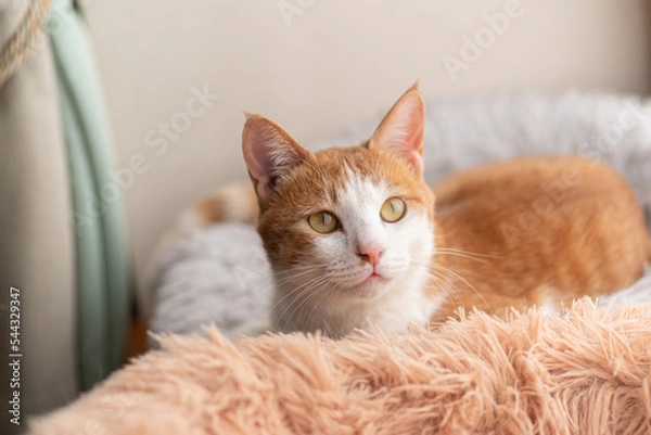 Fototapeta 見つめる猫　茶トラ白