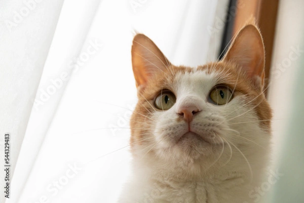 Fototapeta 見つめる猫　茶トラ白