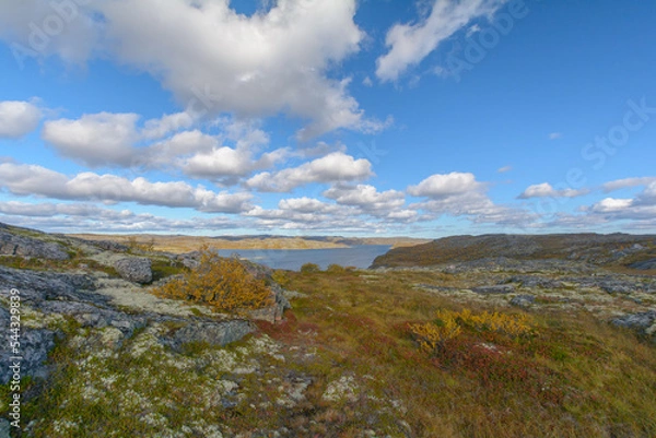 Fototapeta Tundra with hills and trees with yellow leaves.